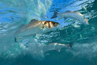 Hunters in the Surf. Underwater bass hunting herring by wildlife artist David Miller