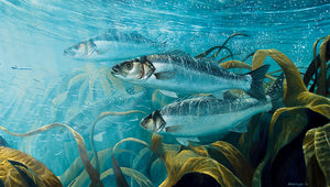 European bass underwater with sand eels fish art print by artist david miller