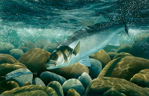 European bass underwater chasing a plug, fish art by david miller