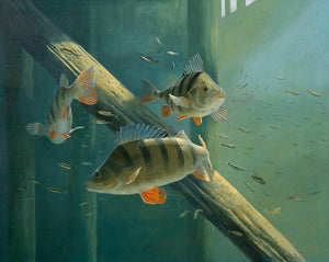 European perch and minnows print , Lake District, fish art by david miller