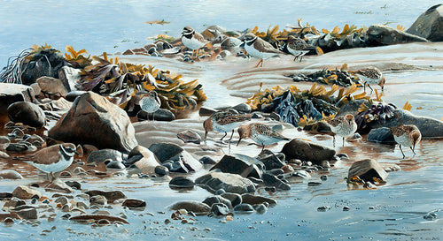 Bird art print of feeding dunlin and ringed plover an a rocky, seaweed beach. from an original painting by artist David Miller