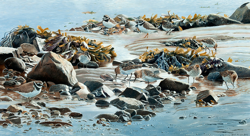 Bird art print of feeding dunlin and ringed plover an a rocky, seaweed beach. from an original painting by artist David Miller