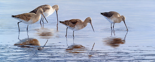 Limited edition bird art print of wading black-tailed godwits by wildlife artist David Miller