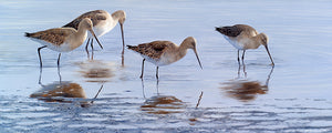 Limited edition bird art print of wading black-tailed godwits by wildlife artist David Miller