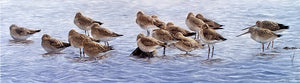Bird art print of roosting black-tailed godwits by wildlife artist David Miller