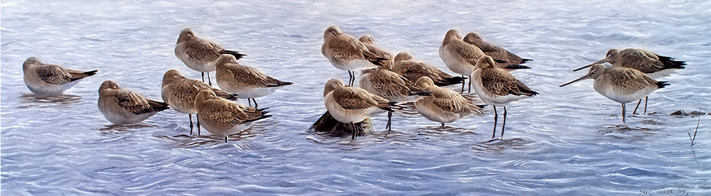 Bird art print of roosting black-tailed godwits by wildlife artist David Miller