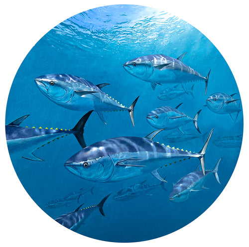Blue Planet Series - Return of the Bluefin