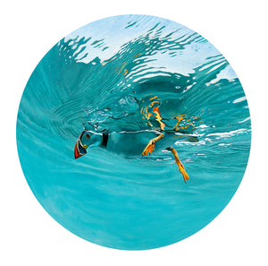 Underwater puffin bird art print by wildlife artist David Miller