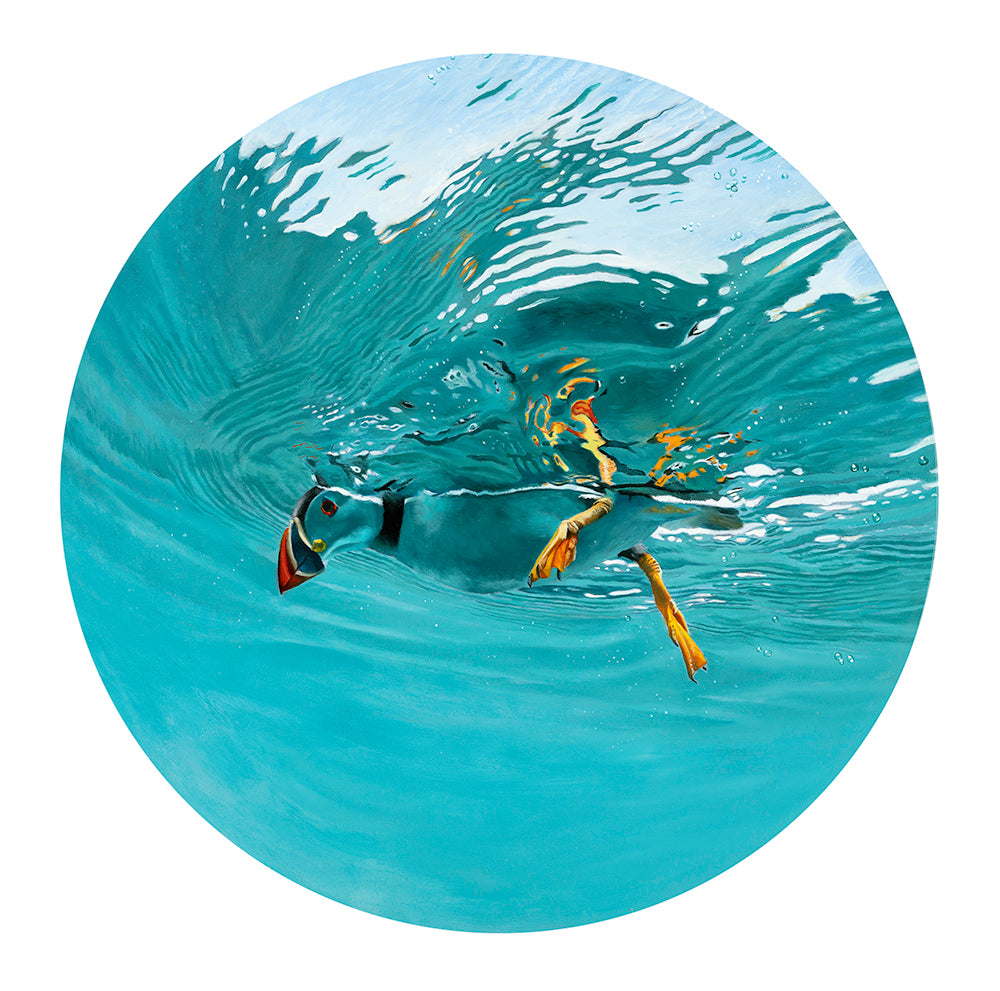 Underwater puffin bird art print by wildlife artist David Miller
