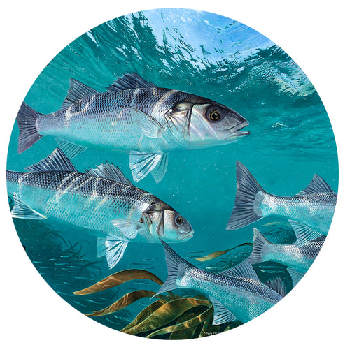 fish art european sea bass underwater by artist david miller