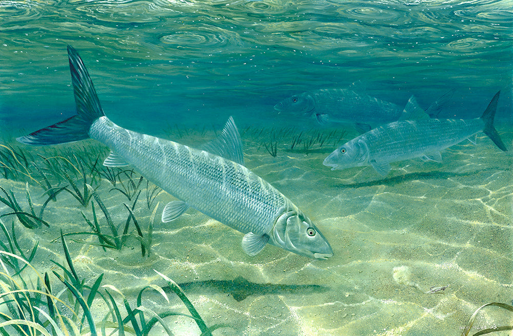 Three bonefish underwater. Rippled surface and sand. Fish art print from an original painting by David MIller