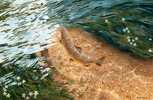 Brown trout seen from above about to take a mayfly in the River Test, Hampshire. Limited edition fish print from an original painting by David Miller