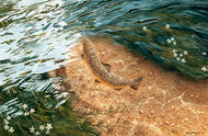 Brown trout seen from above about to take a mayfly in the River Test, Hampshire. Limited edition fish print from an original painting by David Miller