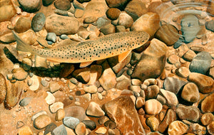 Fish art print of a brown trout about to take a fisherman's fly, seen from above the surface. from an original painting by artist David Miller