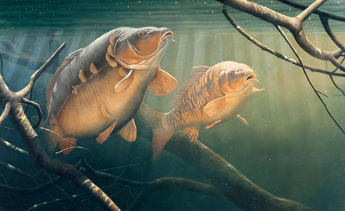 two carp underwater fish art print by david miller