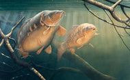 two carp underwater fish art print by david miller
