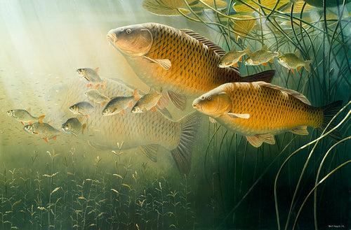 carp and rudd underwater fish art print by david miller