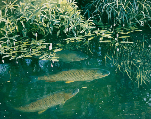 chub viewed from above, fish art by artist david miller