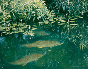 chub viewed from above, fish art by artist david miller