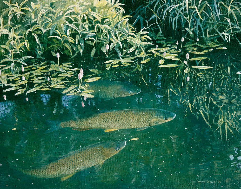 chub viewed from above, fish art by artist david miller