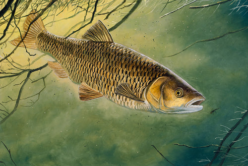 Underwater chub fish art print. Rod Licence paintings by artist David Miller
