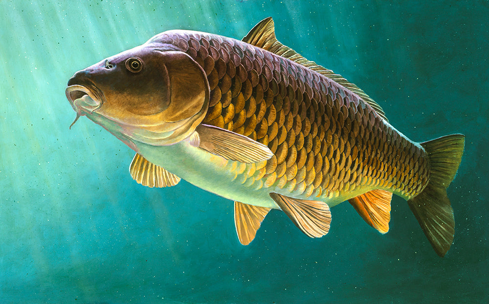 Clarissa Carp underwater fish art print. Rod Licence paintings by artist David Miller