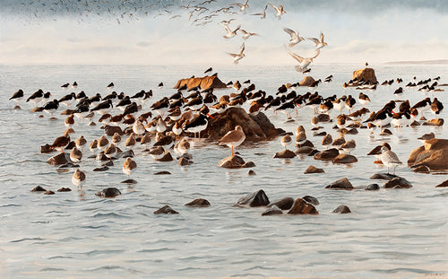 Bird art print of a wader roost with oystercatcher, redshank, dunlin, turnstone & knot. By wildlife artist David Miller. 