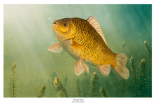 Load image into Gallery viewer, EA Crucian Carp 2015-16