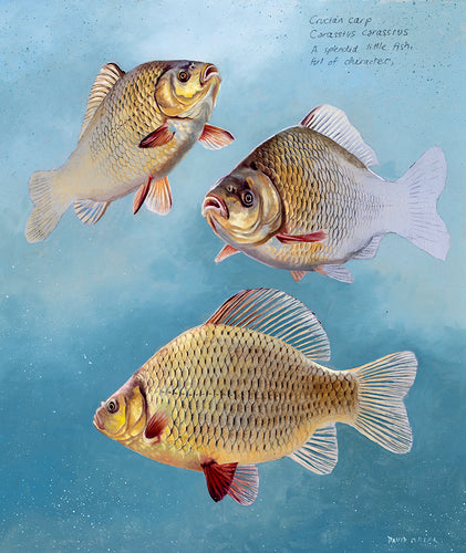 Fish art print of crucian carp by wildlife artist David Miller.