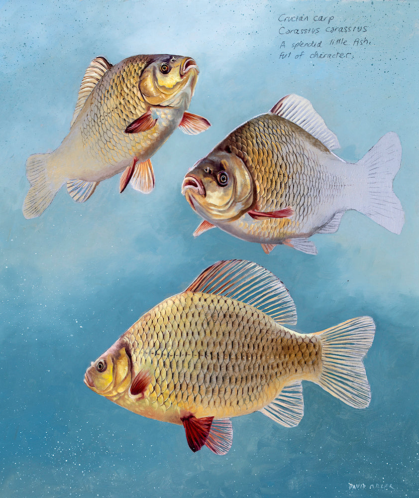 Fish art print of crucian carp by wildlife artist David Miller.