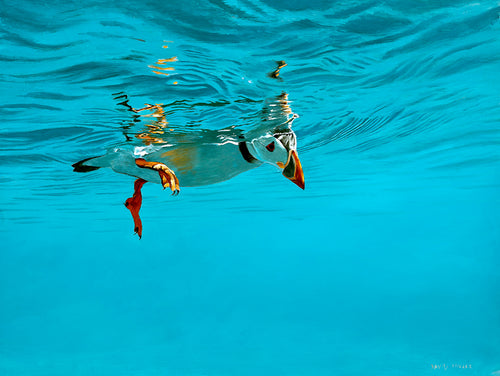 Snorkelling Puffin I