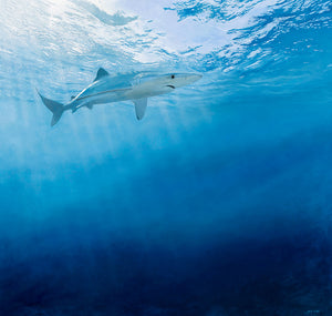 Canvas wall art print of a blue shark underwater by wildlife artist David Miller