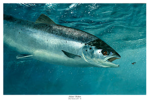 EA Atlantic Salmon 2015-16