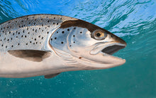 Load image into Gallery viewer, Sea Trout - 2023/4 Rod Licence Image,  Original Oil