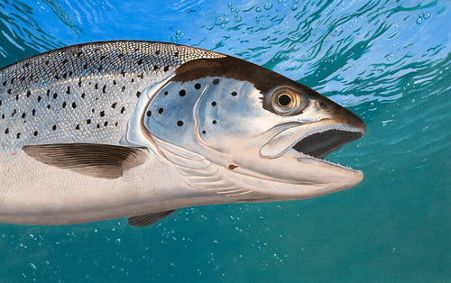 Sea Trout - 2023/4 Rod Licence Image,  Original Oil