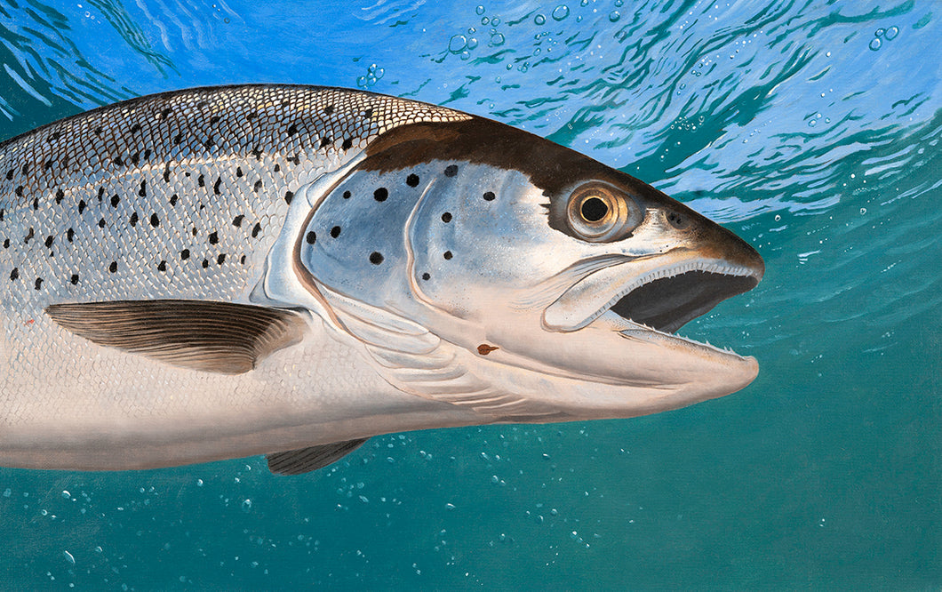 Sea Trout - 2023/4 Rod Licence Image,  Original Oil