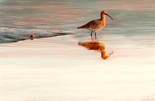 Ebb Tide, Curlew