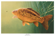 Load image into Gallery viewer, EA Linear Mirror Carp 2017-18