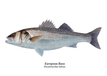 Load image into Gallery viewer, European Bass illustration fish art print by wildlife artist David Miller. Dicentrarchus labrax. 