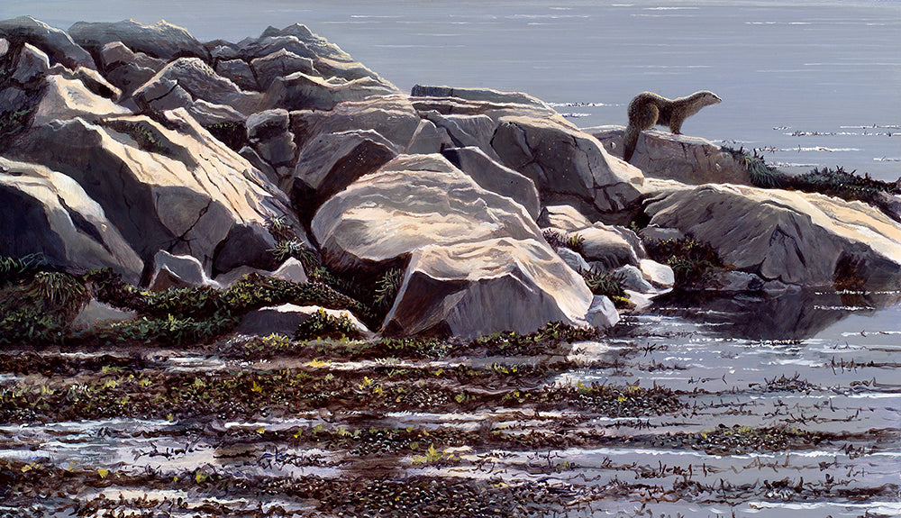 Wildlife art print of a European otter standing on a rocky outcrop, Salen, Mull. By wildlife artist David Miller