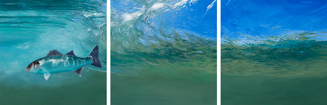 Bass in the Surf Zone original triptych fish art painting of European bass by wildlife artist David Miller. Dicentrarchus labrax.