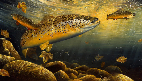 Underwater brown trout art print by fish and wildlife artist David Miller. Large ferox trout hunting char.