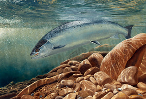 Underwater salmon fish art print by artist David Miller
