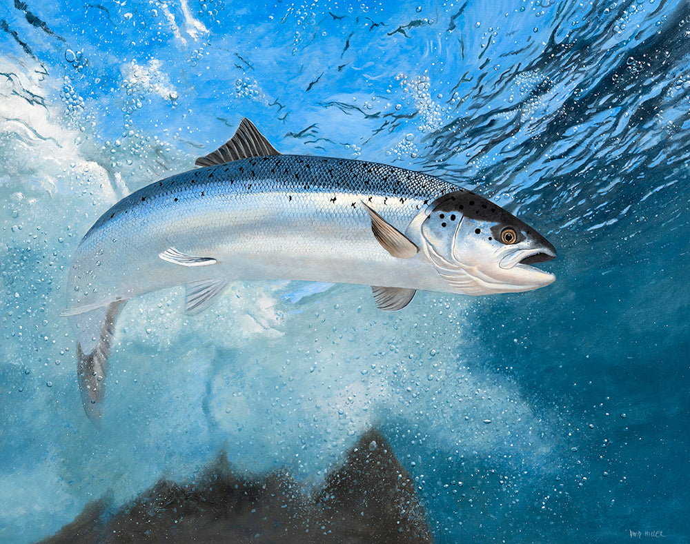 Limited edition fish art print of a salmon underwater by wildlife artist David Miller