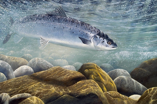 Underwater salmon fish art print by wildlife artist David Miller