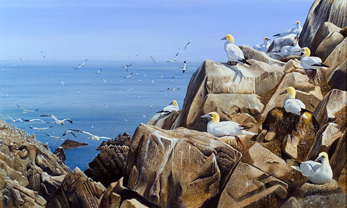 Gannet Colony, Great Saltee bird art print by wildlife artist David Miller. Morus bassanus.
