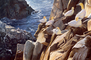 Bird art print of a gannet colony on Great Saltee, Wexfort. By wildlife artist David Miller