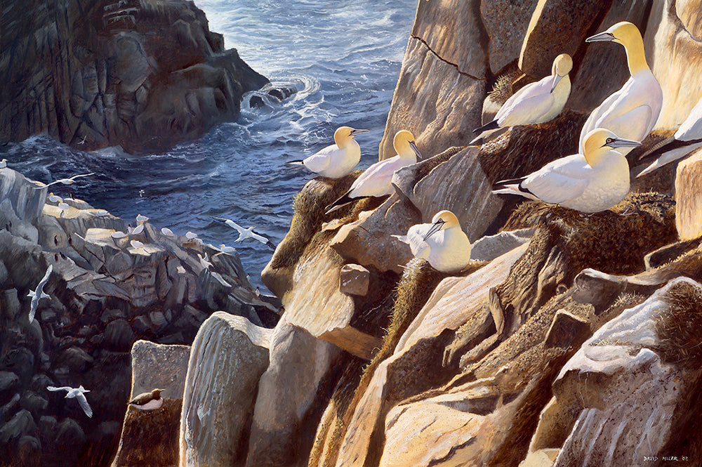 Bird art print of a gannet colony on Great Saltee, Wexfort. By wildlife artist David Miller