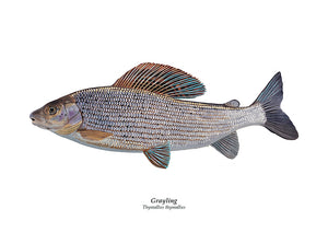 Fish art print from an original illustration by wildlife artist David Miller