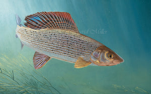 Underwater grayling fish art print. Rod Licence artist David Miller